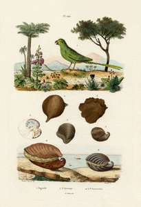 Ground Parrot by French School